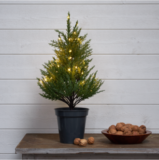 Dekorationsträd Thuja