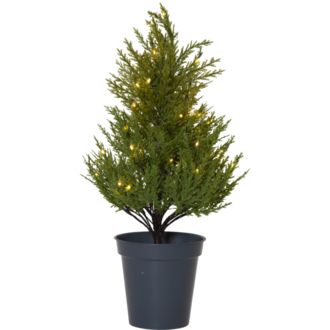 Dekorationsträd Thuja